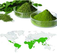 image of the growing regions for moringa oleifera